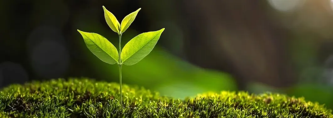 Cultura Growth defende um crescimento saudável